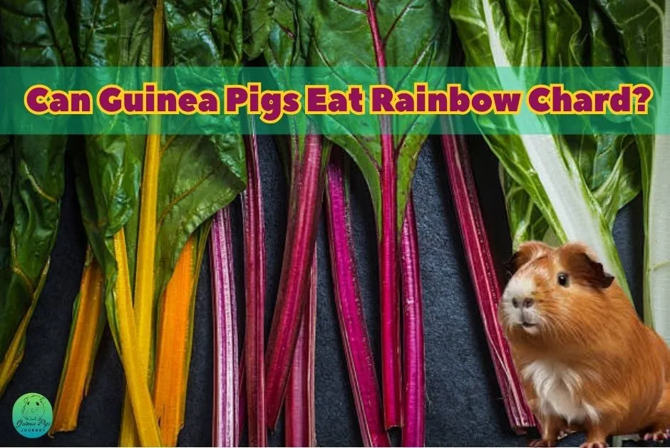 Can Guinea Pigs Eat Swiss Chard