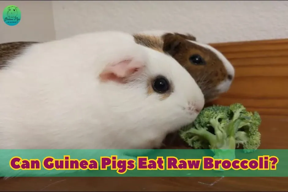 Can Guinea Pigs Eat Broccoli