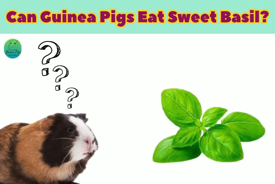 Can Guinea Pigs Eat Basil