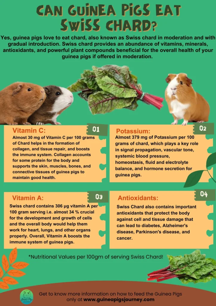 Can Guinea Pigs Eat Swiss Chard