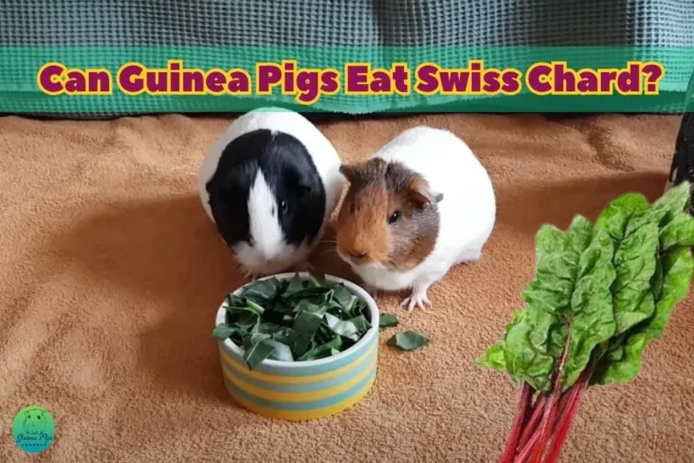 Can Guinea Pigs Eat Swiss Chard? (Risks, Benefits, 19 Best Guides & More)