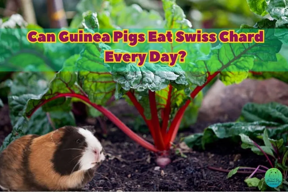 Can Guinea Pigs Eat Swiss Chard