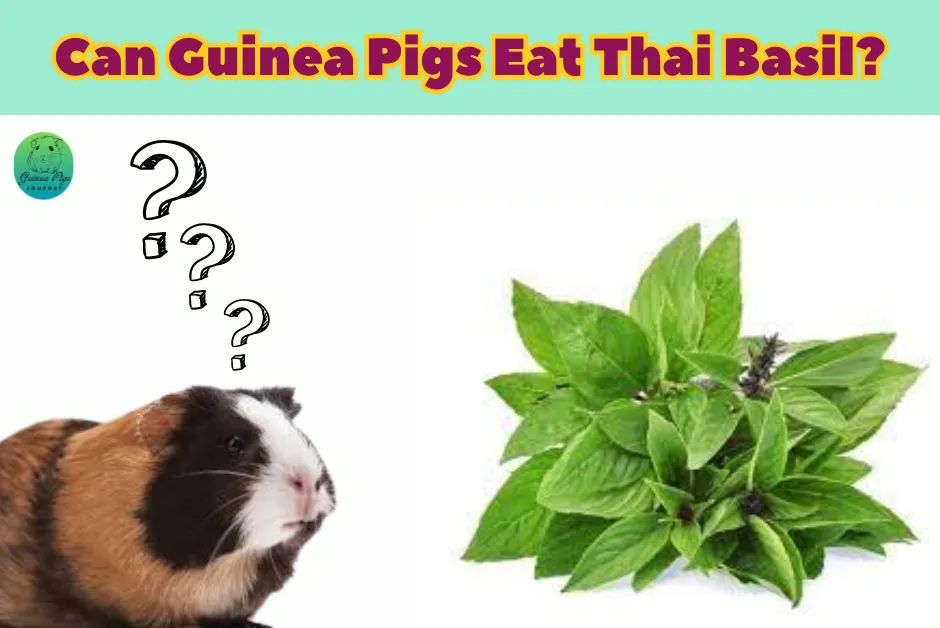 Can Guinea Pigs Eat Basil