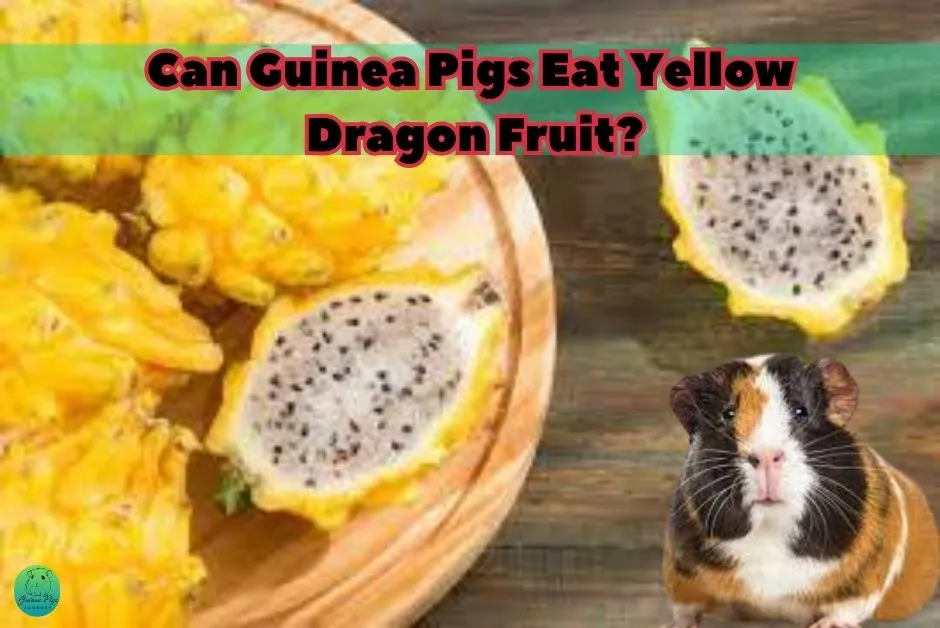 Can Guinea Pigs Eat Dragon Fruit