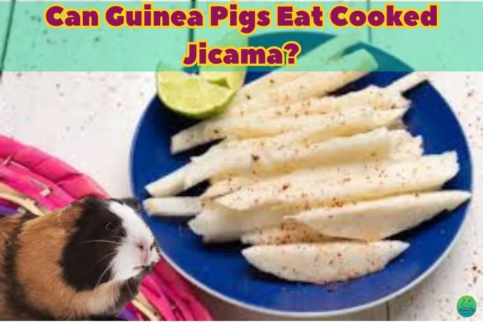 Can Guinea Pigs Eat Jicama