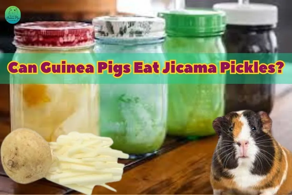 Can Guinea Pigs Eat Jicama