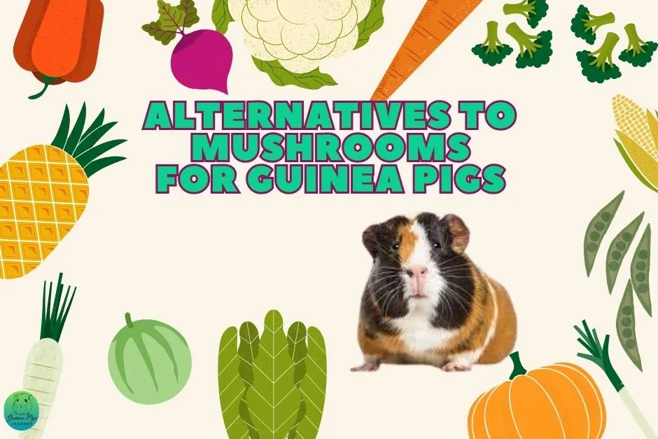 Can guinea pigs eat mushrooms