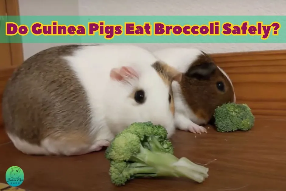 Can Guinea Pigs Eat Broccoli