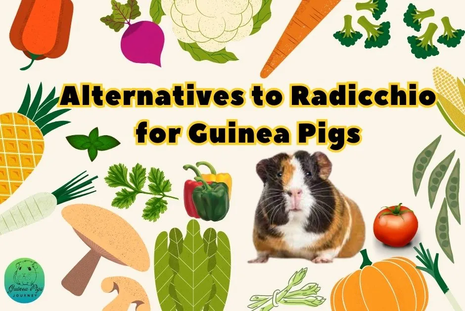 Can Guinea Pigs Eat Radicchio