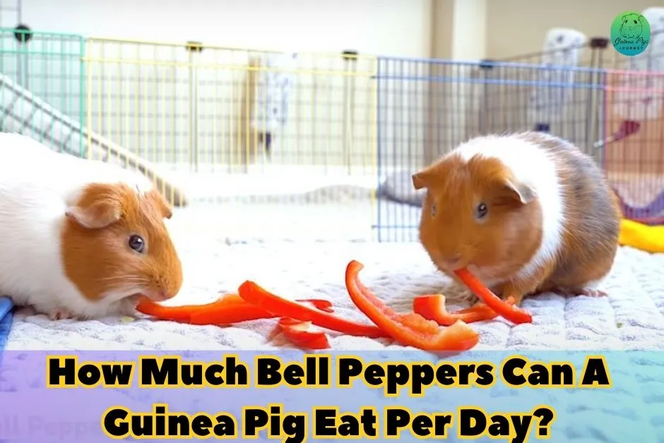 Can Guinea Pigs Eat Bell Peppers