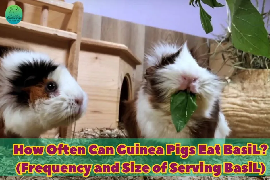 Can Guinea Pigs Eat Basil