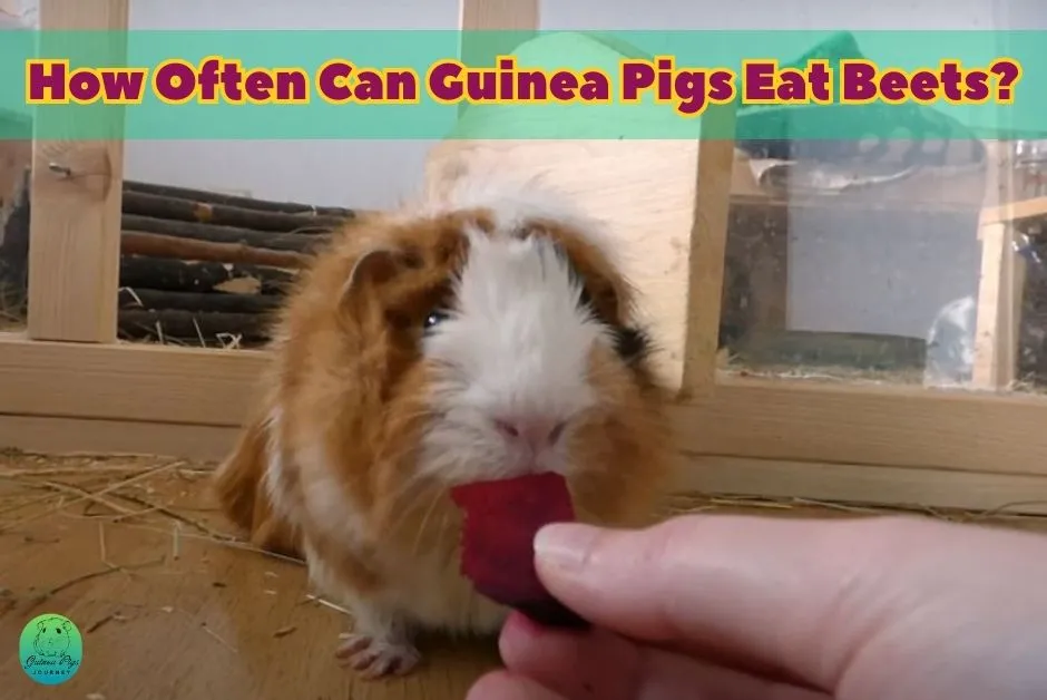 Can Guinea Pigs Eat Beets