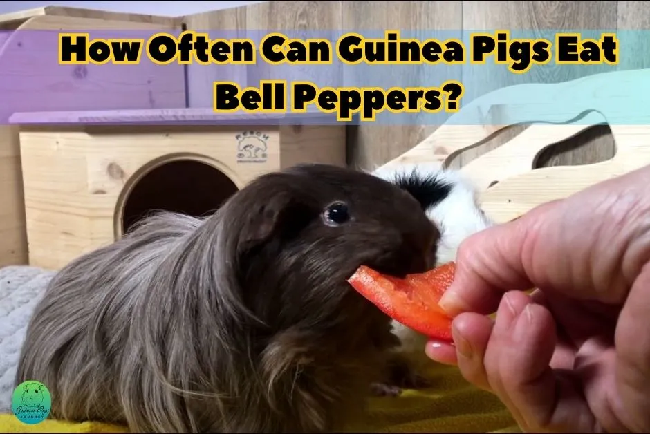 Can Guinea Pigs Eat Bell Peppers