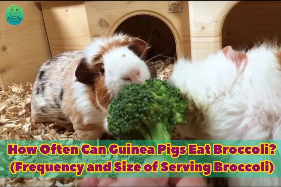 Can Guinea Pigs Eat Broccoli