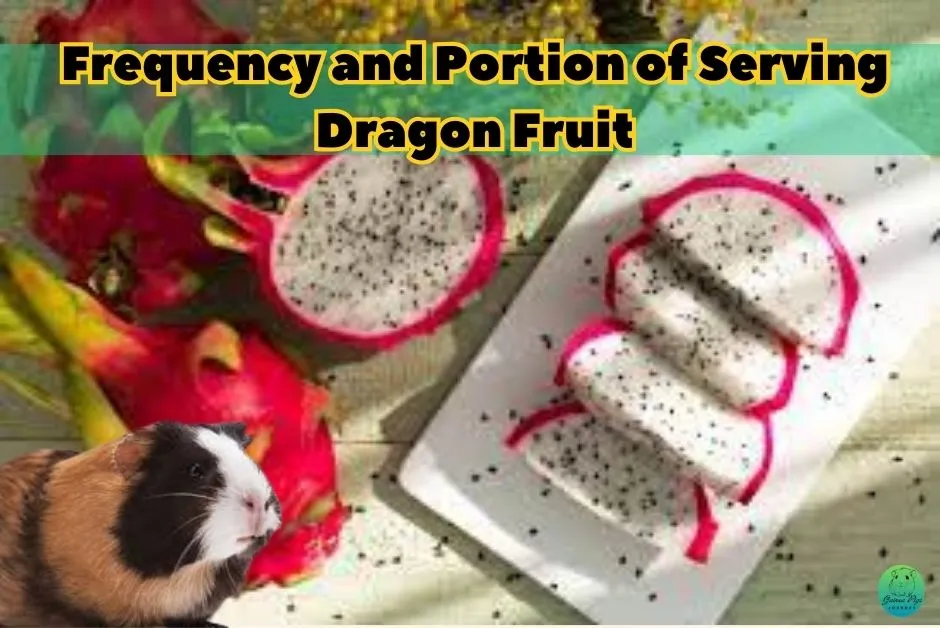 Can Guinea Pigs Eat Dragon Fruit