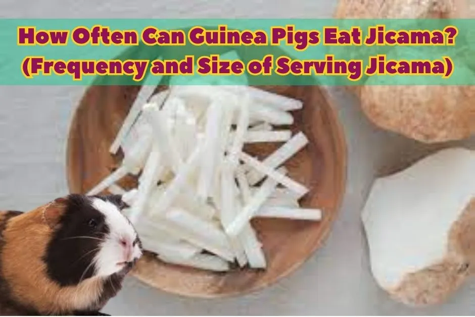 Can Guinea Pigs Eat Jicama