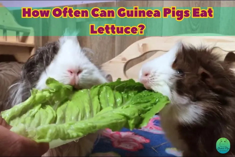 Can Guinea Pigs Eat Lettuce