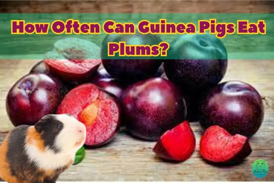 Can Guinea Pigs Eat Plums