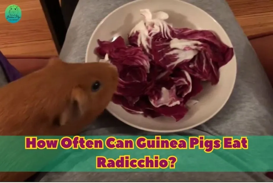 Can Guinea Pigs Eat Radicchio