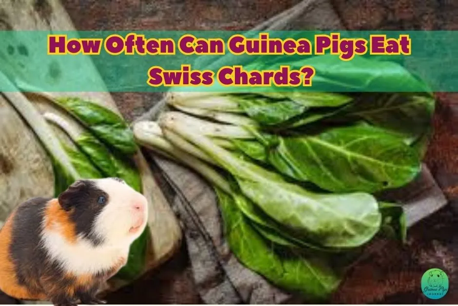 Can Guinea Pigs Eat Swiss Chard