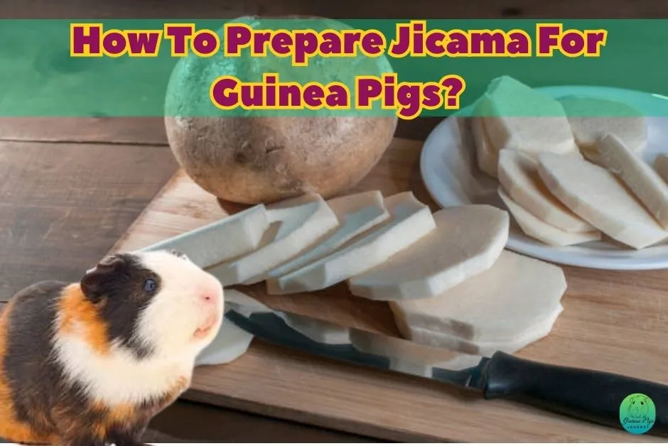 Can Guinea Pigs Eat Jicama