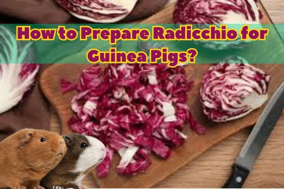 Can Guinea Pigs Eat Radicchio