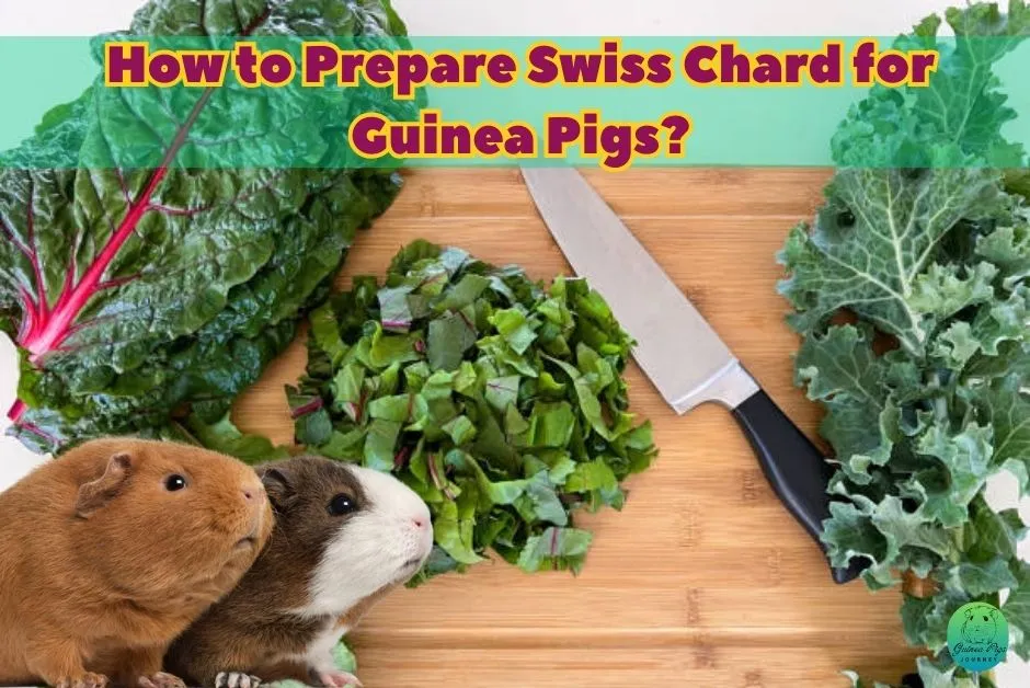 Can Guinea Pigs Eat Swiss Chard