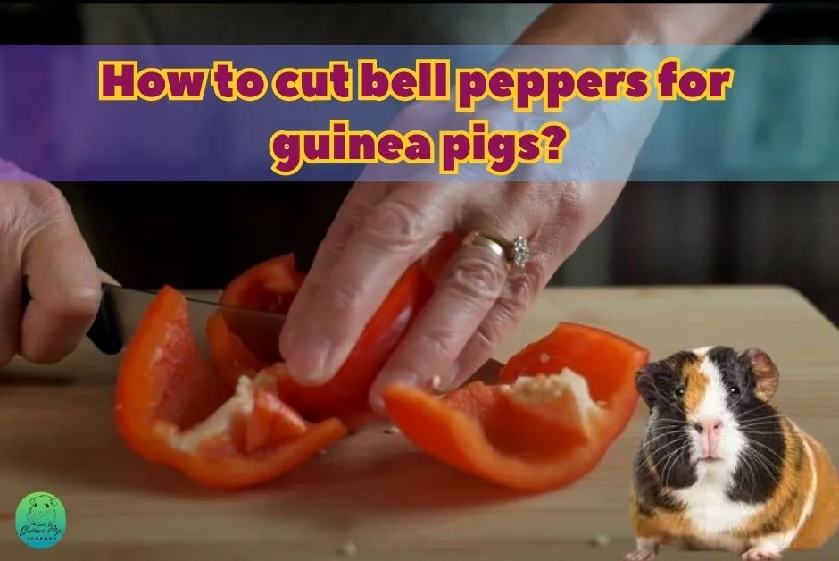 Can Guinea Pigs Eat Bell Peppers