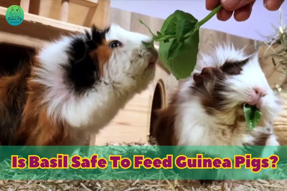 Can Guinea Pigs Eat Basil