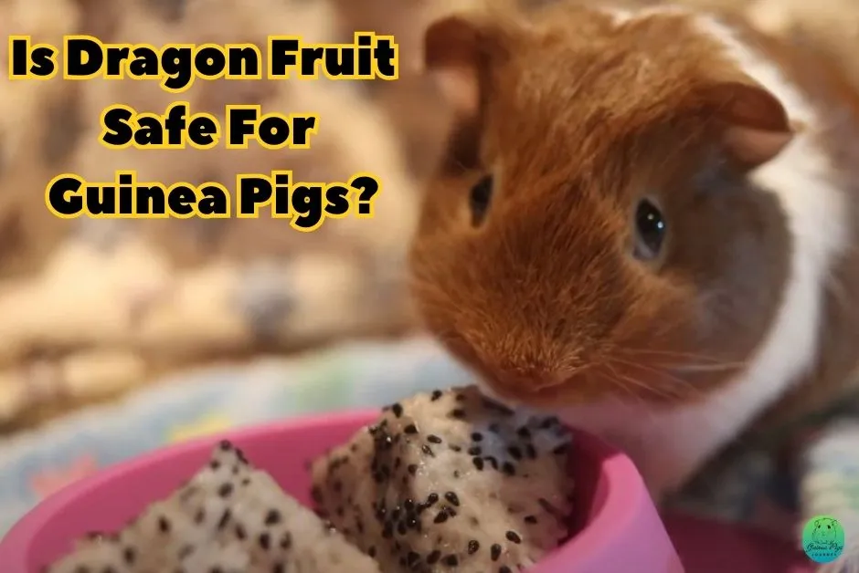 Can Guinea Pigs Eat Dragon Fruit