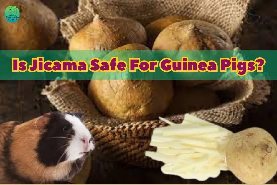 Can Guinea Pigs Eat Jicama