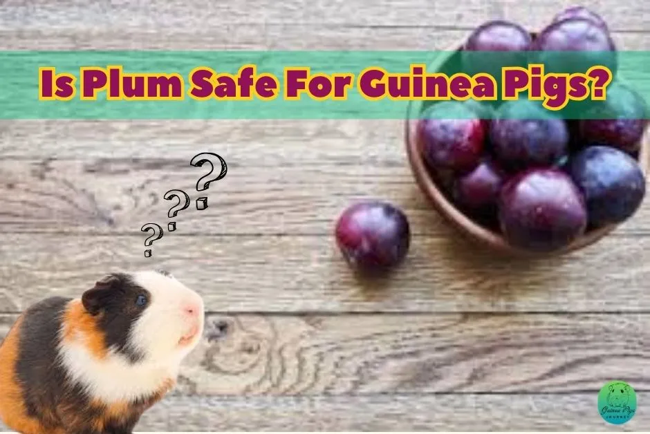 Can Guinea Pigs Eat Plums