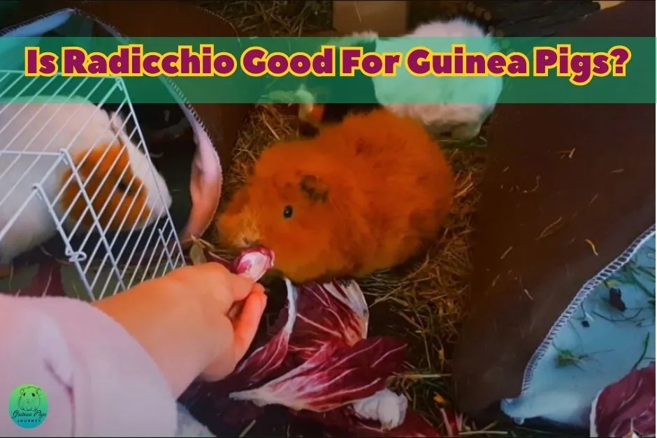 Can Guinea Pigs Eat Radicchio