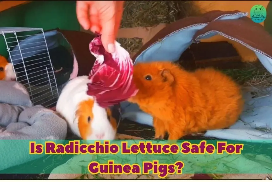 Can Guinea Pigs Eat Radicchio