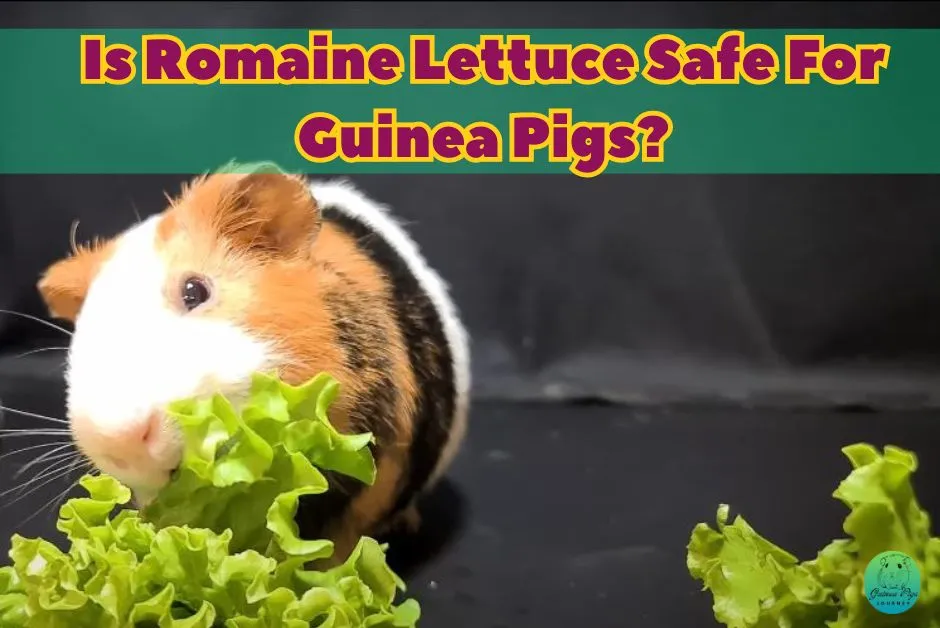 Can Guinea Pigs Eat Lettuce