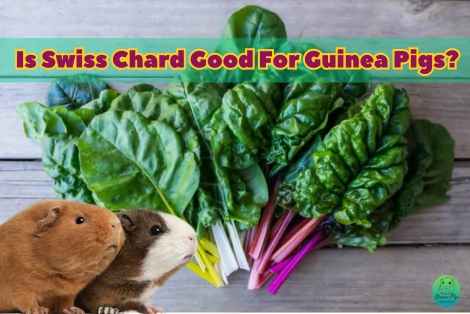 Can Guinea Pigs Eat Swiss Chard