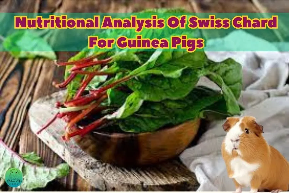 Can Guinea Pigs Eat Swiss Chard