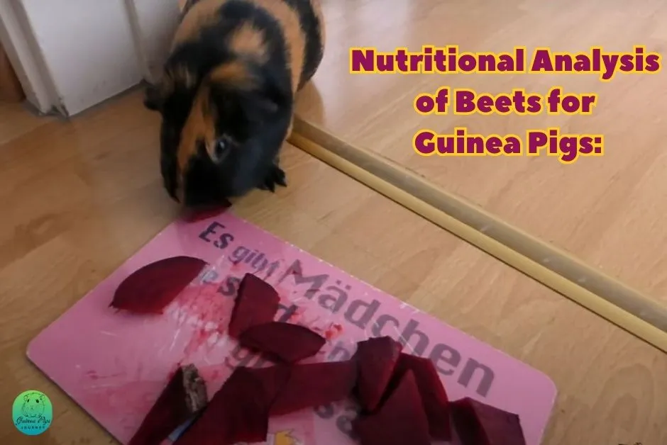 Can Guinea Pigs Eat Beets