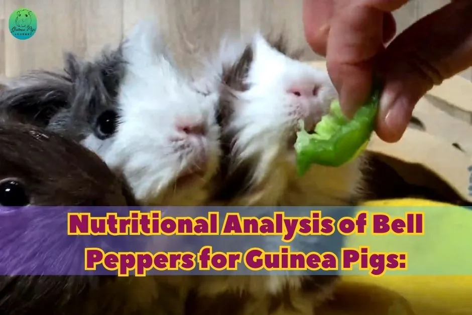 Can Guinea Pigs Eat Bell Peppers