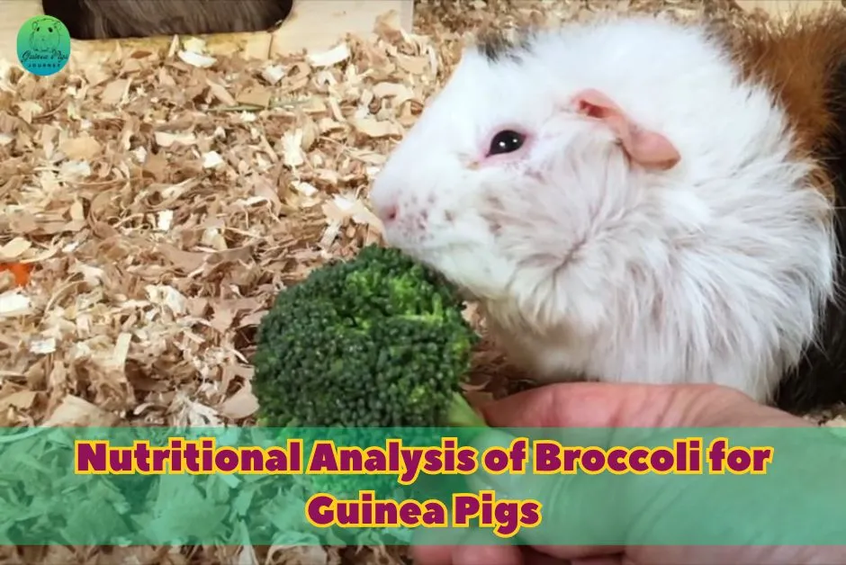 Can Guinea Pigs Eat Broccoli