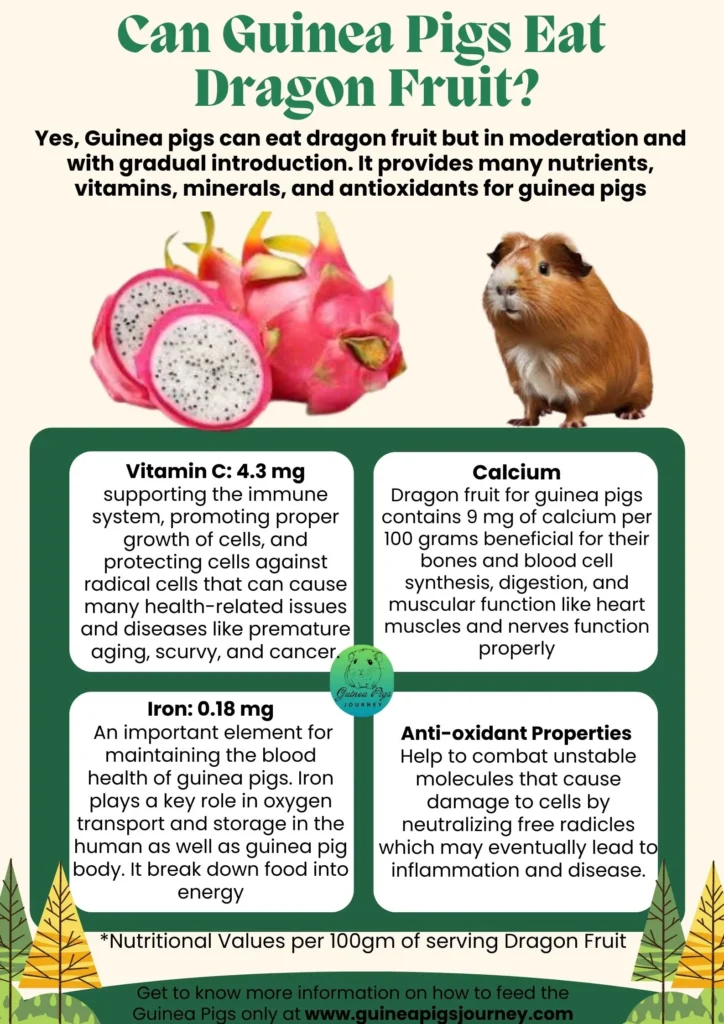 Can Guinea Pigs Eat Dragon Fruit