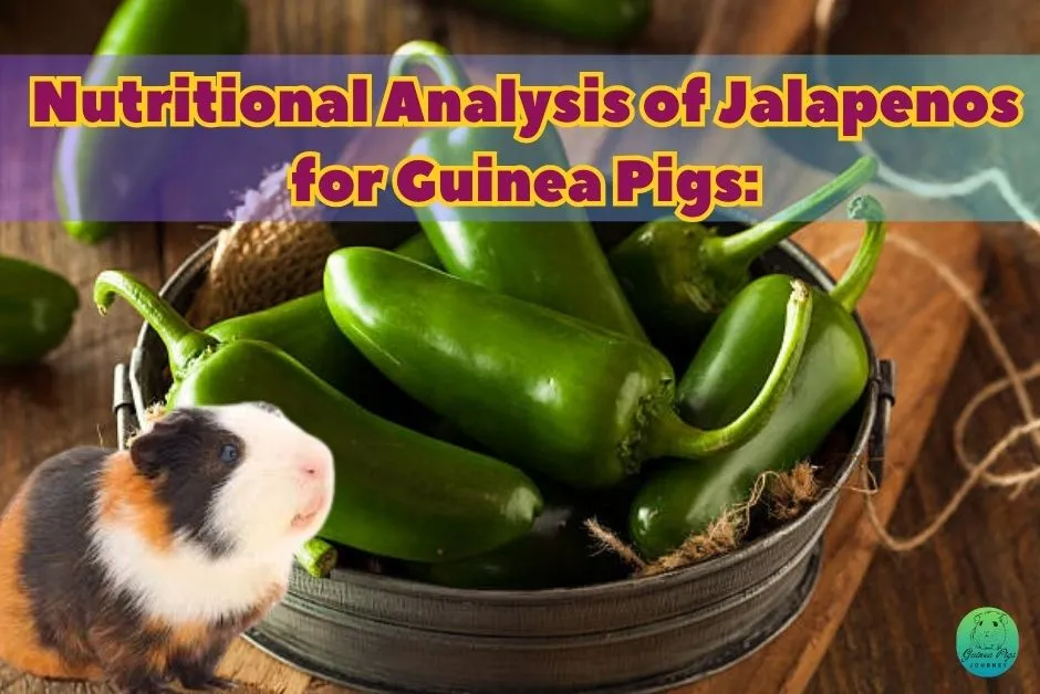 Can Guinea Pigs Eat Jalapenos