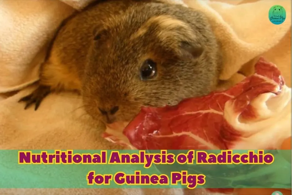 Can Guinea Pigs Eat Radicchio