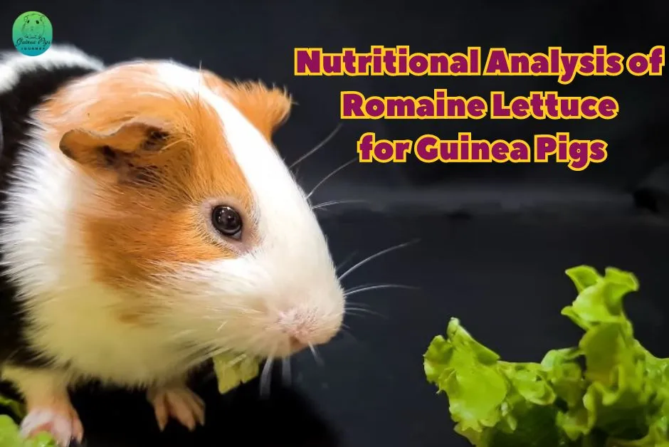 Can Guinea Pigs Eat Lettuce