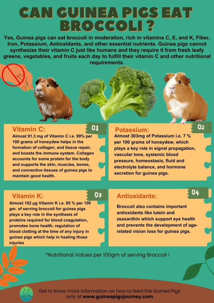 Can Guinea Pigs Eat Broccoli