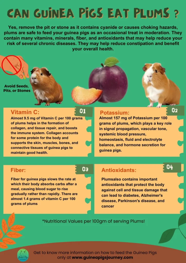 Can Guinea Pigs Eat Plums