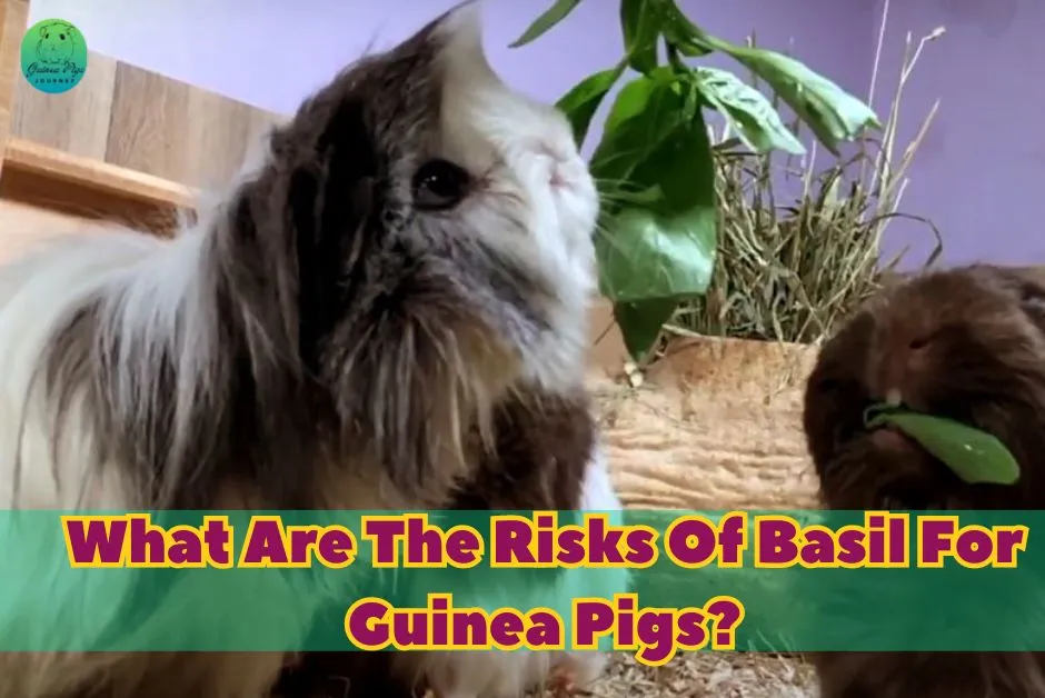 Can Guinea Pigs Eat Basil