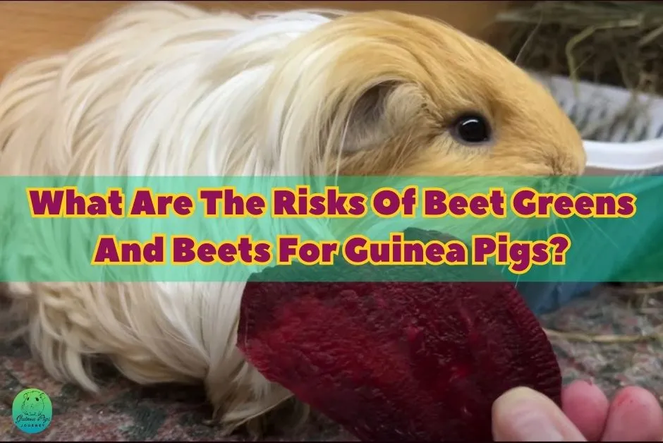 Can Guinea Pigs Eat Beets