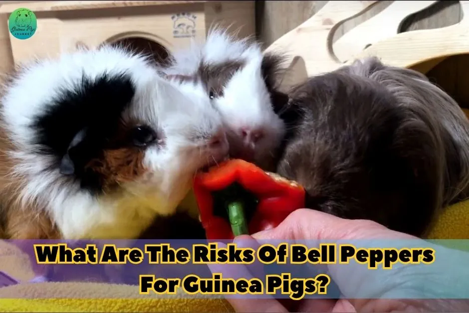 Can Guinea Pigs Eat Bell Peppers