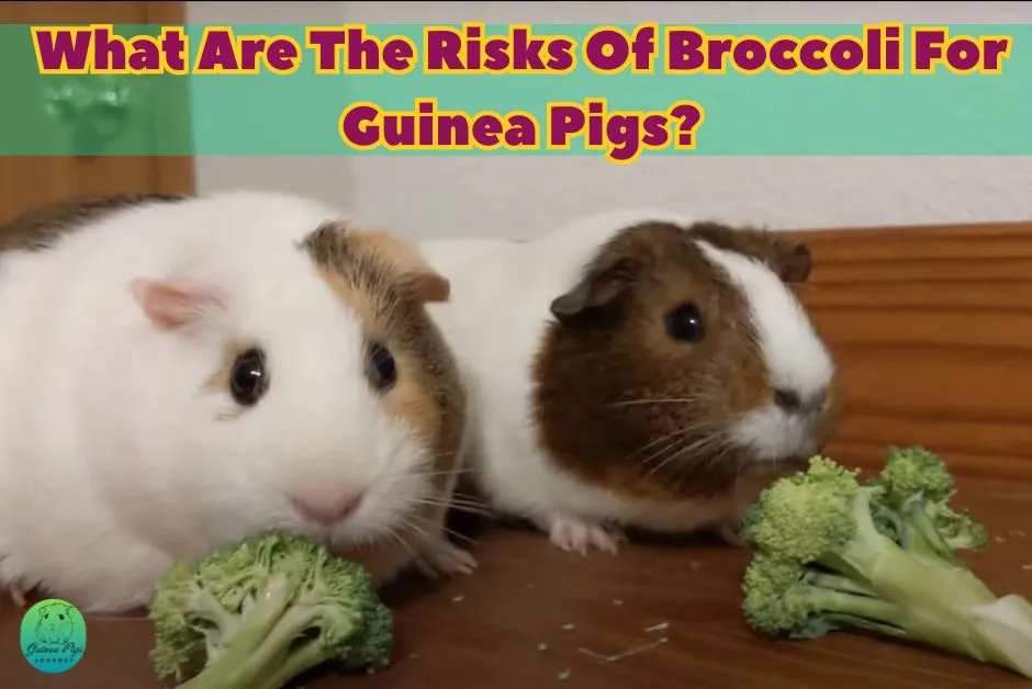 Can Guinea Pigs Eat Broccoli